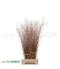 Salix 120 cm