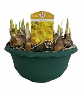 Narcisse tete a tete coupe de 21 cm