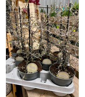 Corokia cotoneaster  Ø 12