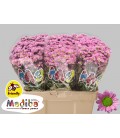 Santini Mad Tanga pink 