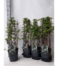 Hortensia Petiolaris Ø 19 h 75