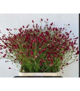 Sanguisorba Red dream 70 cm