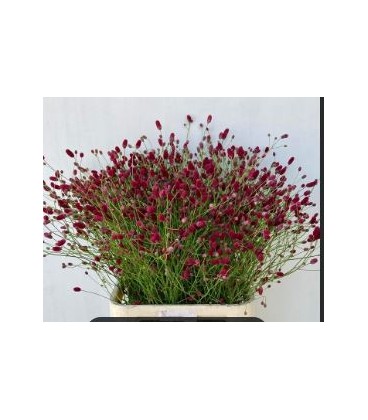 Sanguisorba Red dream 70 cm