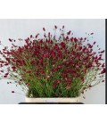 Sanguisorba Red dream 70 cm