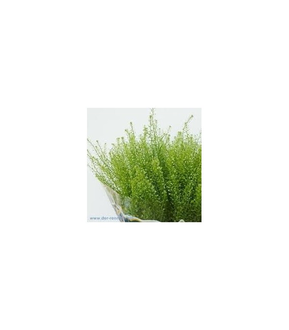 Lepidium Green Bell 80 cm