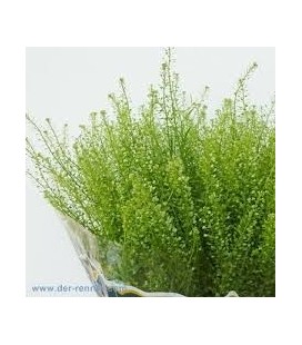 Lepidium Green Bell 70 cm