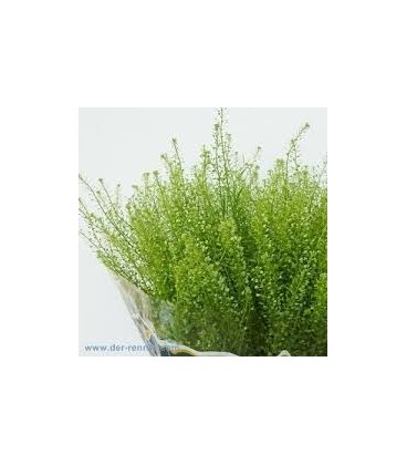 Lepidium Green Bell 80 cm