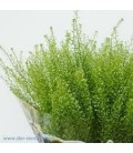 Lepidium Green Bell 80 cm