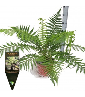 Dicksonia  antartica Ø 24 h 80 