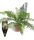 Dicksonia  antartica Ø 24 h 80 
