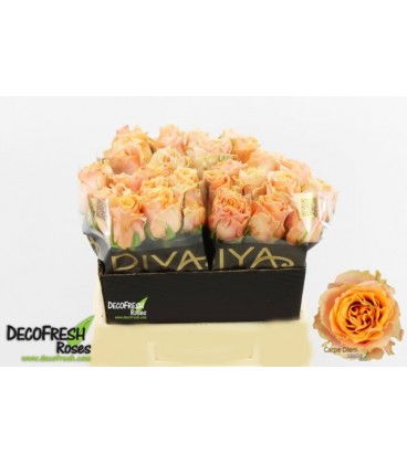 Rose Carpe Diem 40 cm