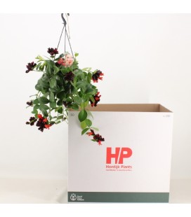 Aeschynanthus Mona Lisa pot de 15