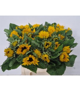 Tournesol Solano Orange 60 cm