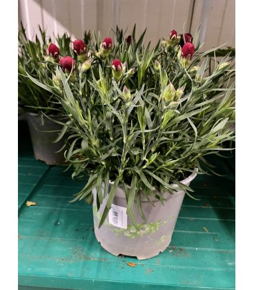 Oeillet pot de 19 FR