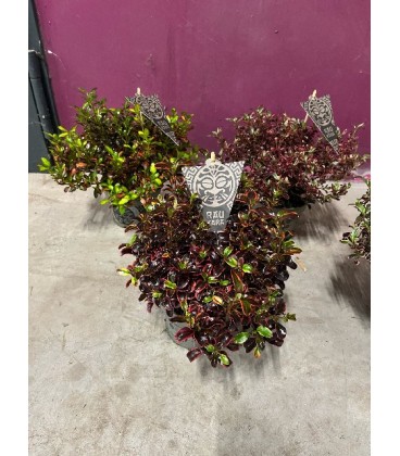 Coprosma mix coul Ø 13