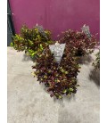 Coprosma mix coul Ø 13
