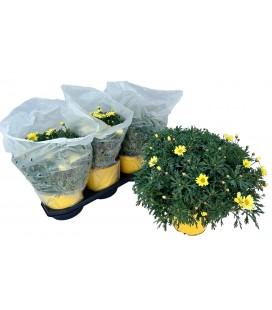 Anthemis Giada Ø 19