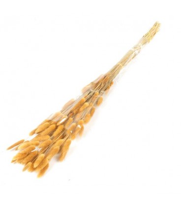 Lagurus Orange 50g/70 cm