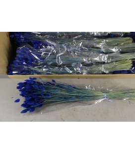 Phalaris Dark Blue 100g 70 cm