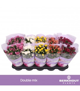 Chrysantheme pot de 12 mix