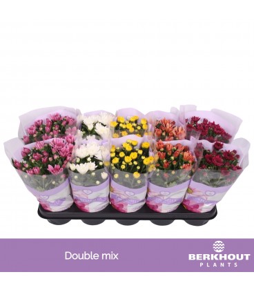 Chrysantheme pot de 12 mix