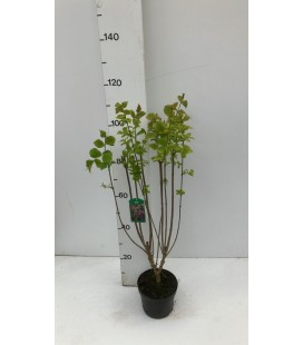 Lilas Vil Agnes smith Ø 23 h 80