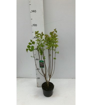 Lilas Vil Agnes smith Ø 23 h 80