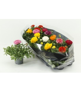 Renoncule mix  Ø 10.5