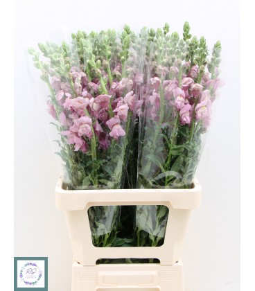 Muflier Lavender 70 cm