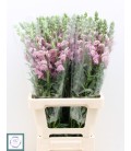 Muflier Lavender 70 cm