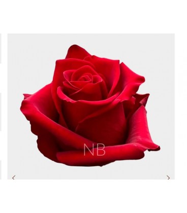 Rose Equateur  Explorer 50 cm