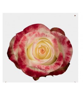 Rose Equateur Aubade xl 50 cm