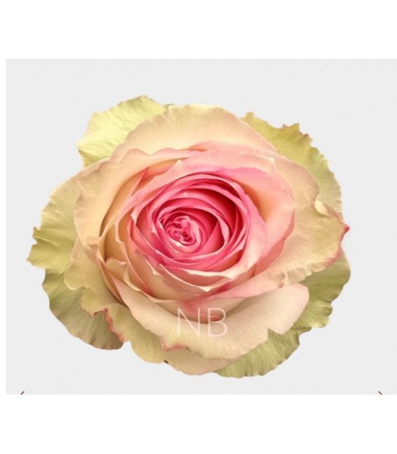 Rose equat Esperence 50 cm x25