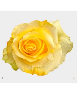 Rose Equateur  Tara 50 cm x 25