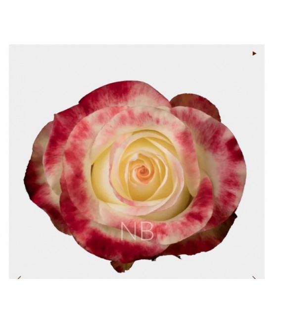 Rose Equat Aubade 50 cm x 25