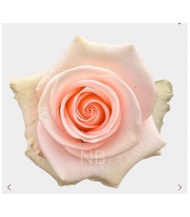 Rose Equat Tiffany 50 cm x 25