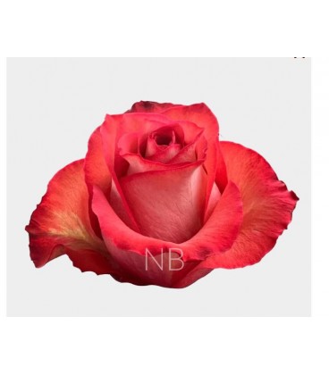 Rose Equat Iguana 50 cm x25