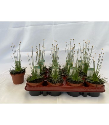Mikado Pot de 9