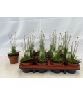 Mikado Pot de 9