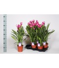 Curcuma pot de 15