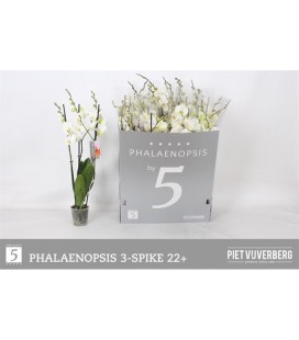 Phalaeno Ø 12 h 70 cm Blanc 5b