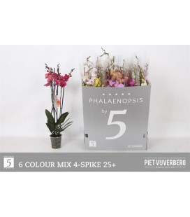 Phalaenopsis mix Ø12 h 70 4 b