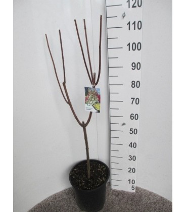 Hortensia Paniculata pot 26 h 110 