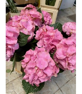 Hortensia Royale Palace 70 cm