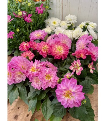 Dahlia FR Pot de 10