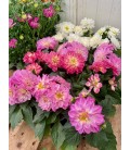 Dahlia FR Pot de 10