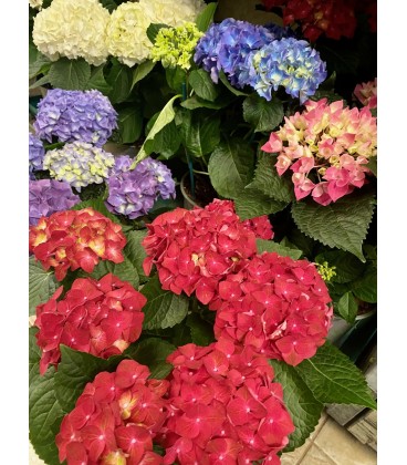 Hortensia Ø17 FR
