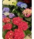 Hortensia Ø17 FR