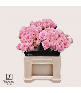 Rose Branchue Fatal attra 50 cm