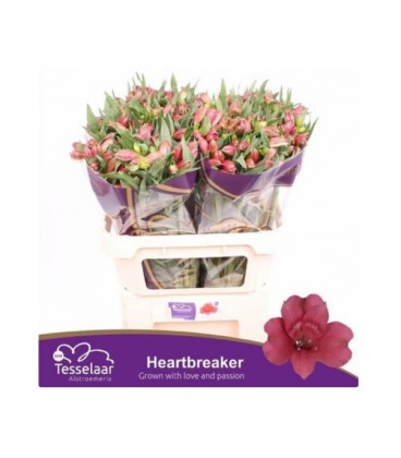 Alstromeria Heartbreaker 75 cm